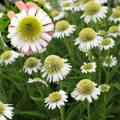 Echinacea 'Delicious Ice' - Siilkübar 'Delicious Ice' P9/0,55L